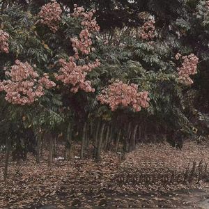 强日美女出血毛看看吧
